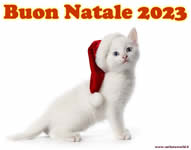 Buon Natale 2023 con tenero gattino